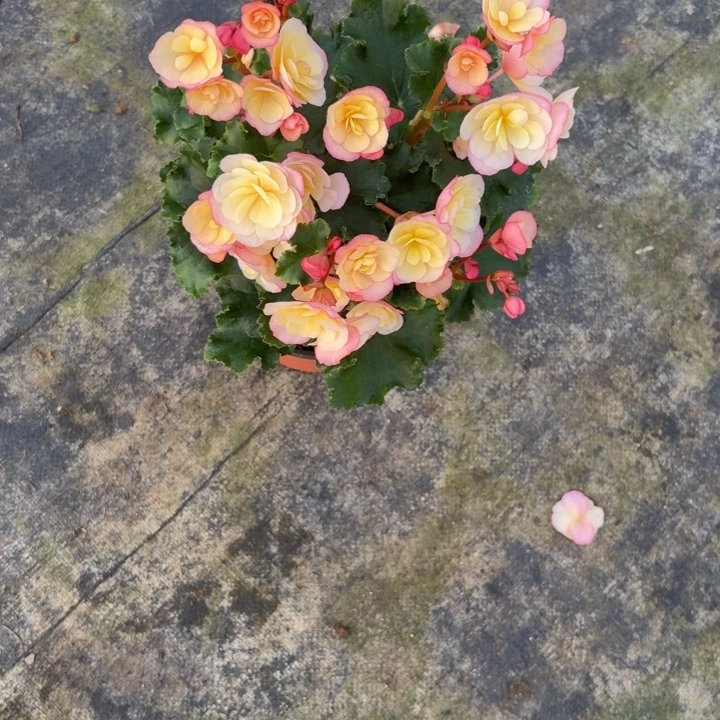 当前无花朵，栽培后可花朵150育苗盆光荣女神