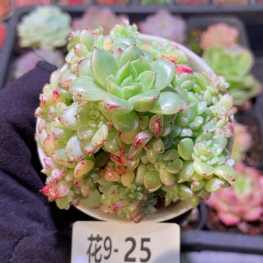 花利美9-25海王群生