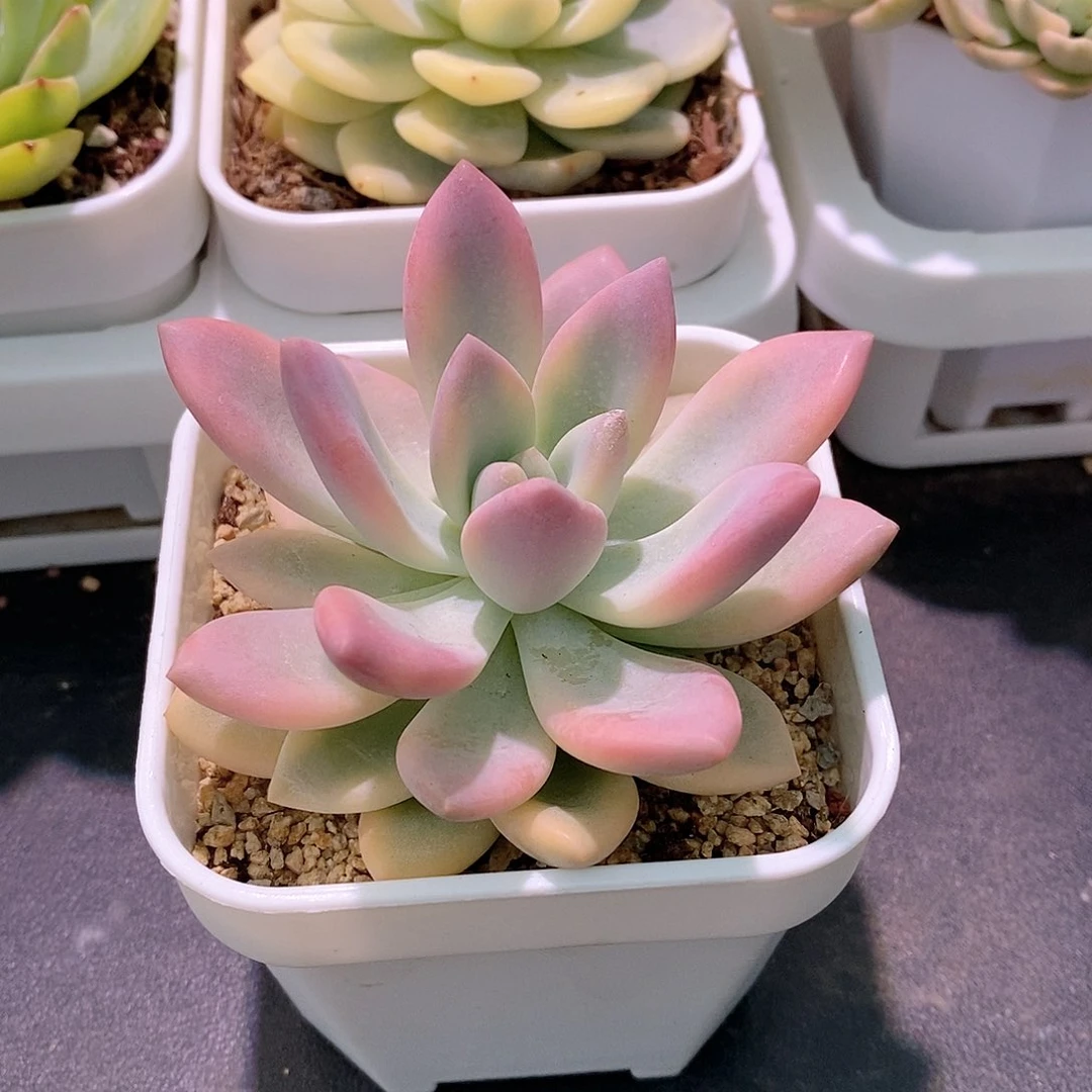 奥普琳娜锦多肉植物老桩