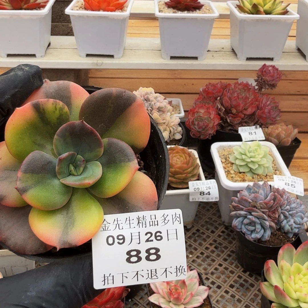 0926-88布鲁门卡锦