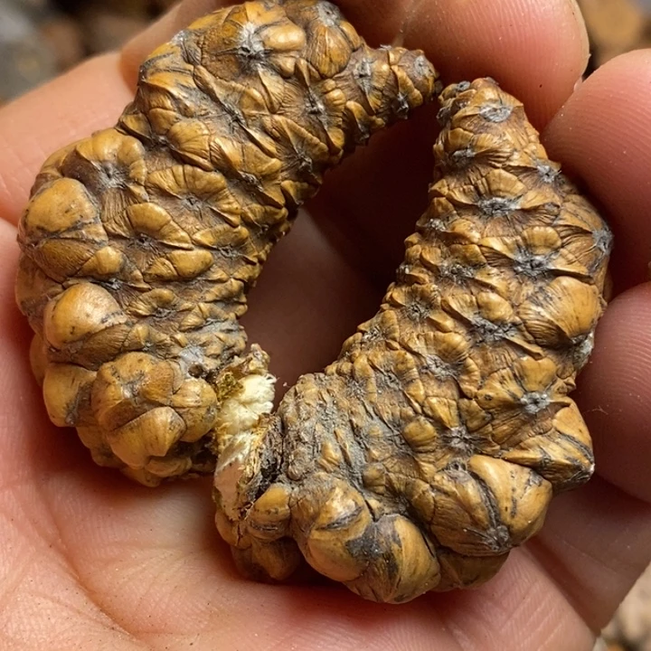 吊坠文玩核桃东北特产231