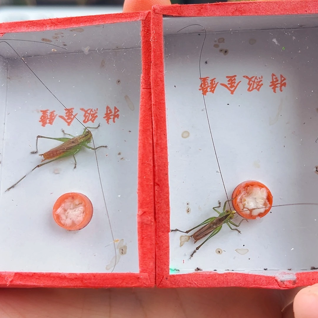 拍下发两个糖果拍