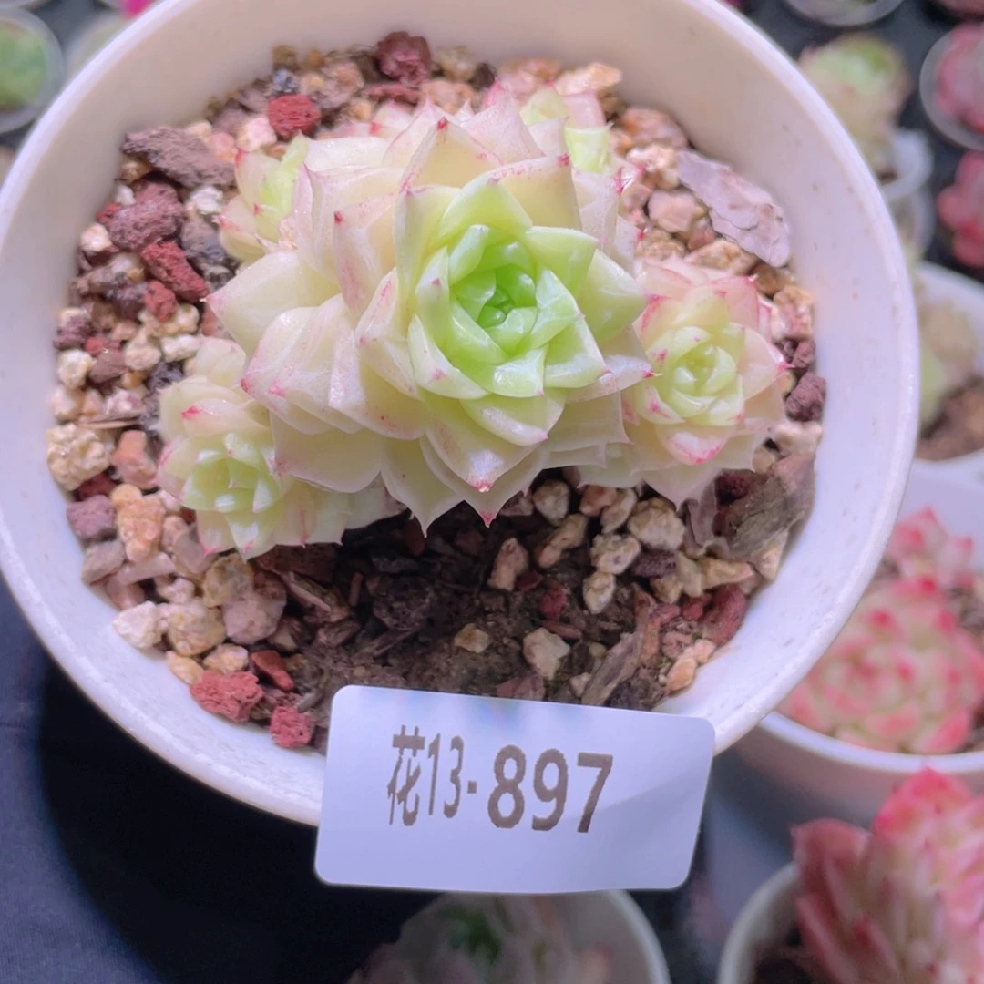 花利美13-897白天鹅