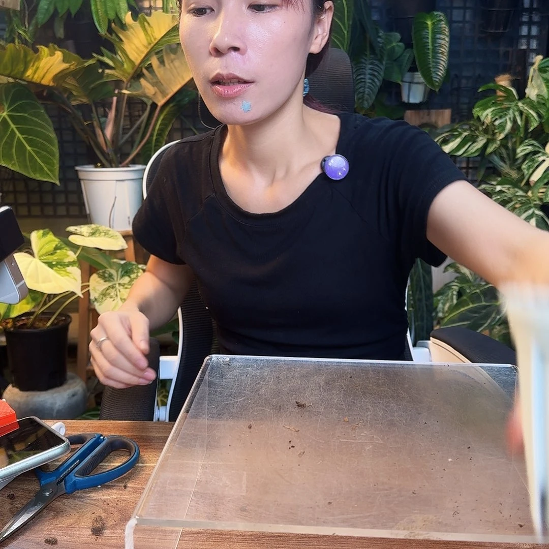 特***人完全开放一物一拍S154维塔领带