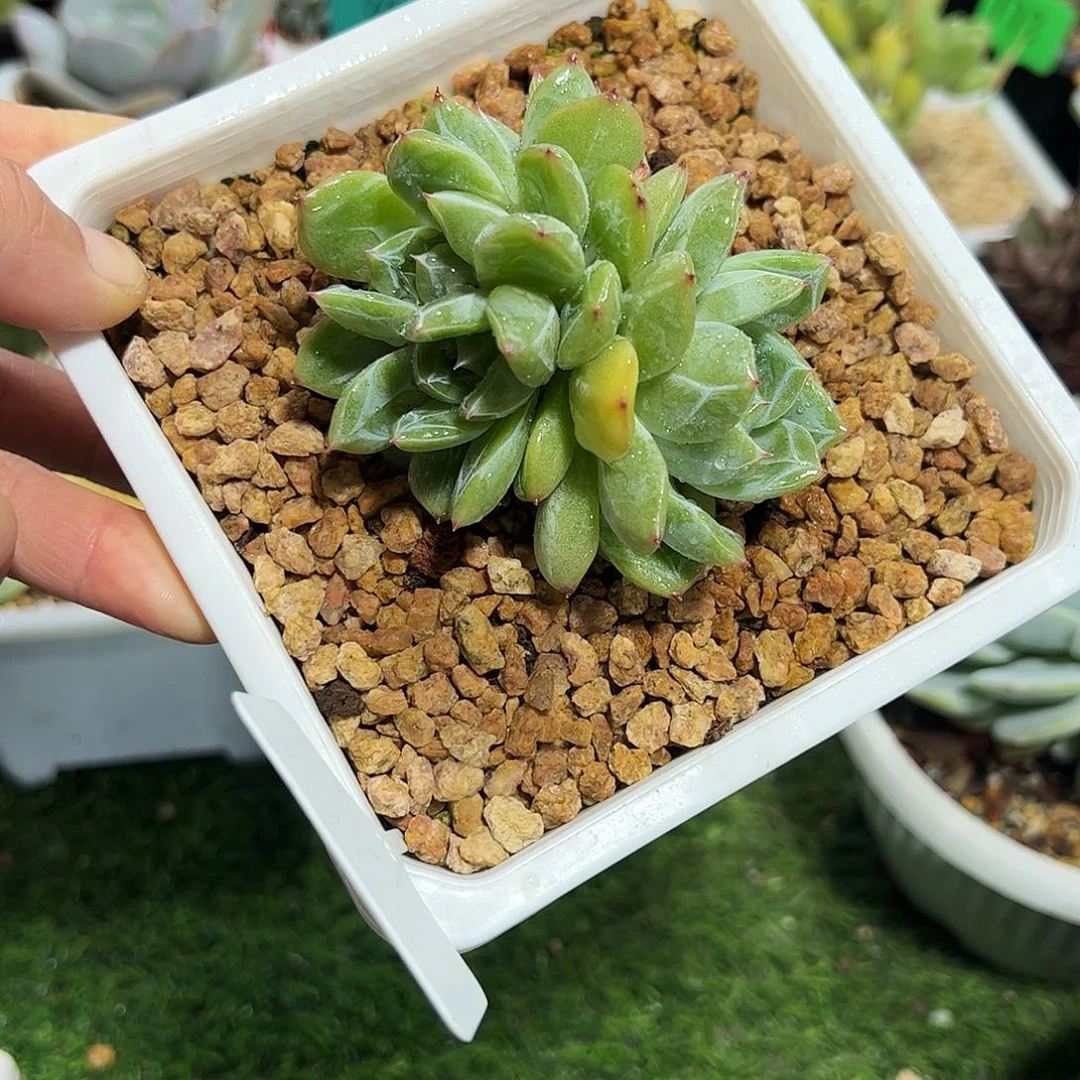 雪花珍妮多肉植物