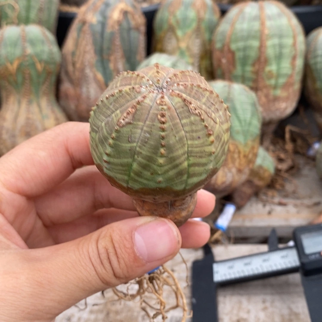 18欧系实生布纹球一物一拍