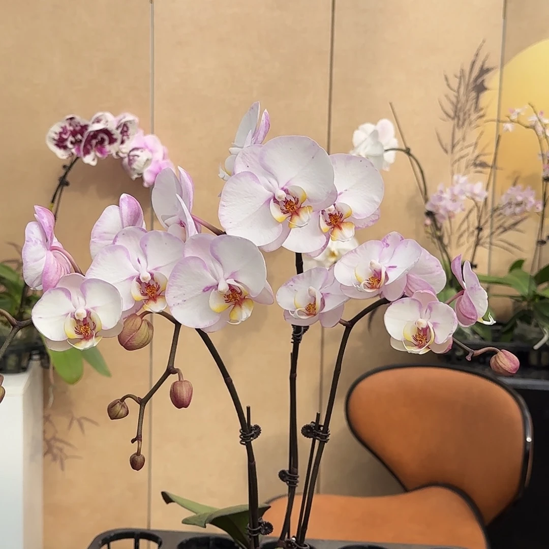完全开放16-3/新品两颗组合/两颗随机发货/京东/根少
