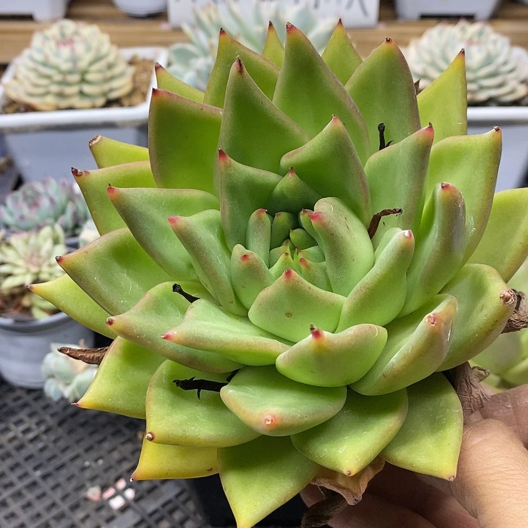 0631 福利不知名东云 不售后