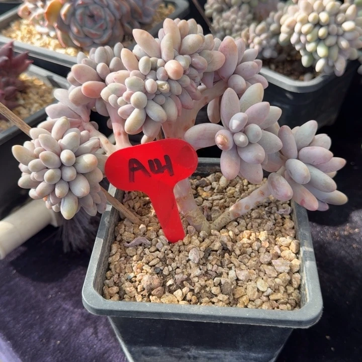 13厘米左右一物一拍的的多肉植物