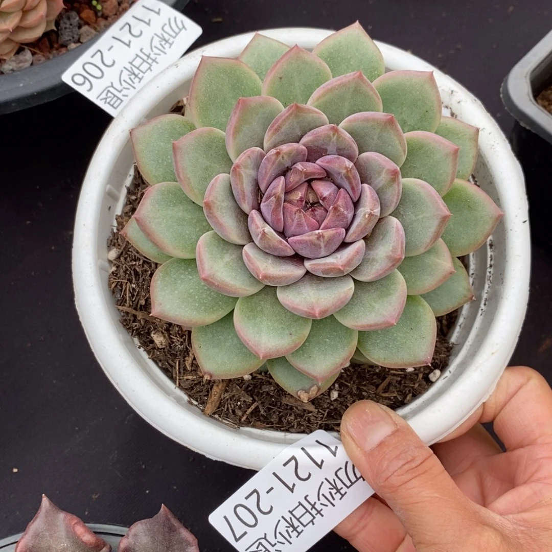 两单包邮1121-207溏心