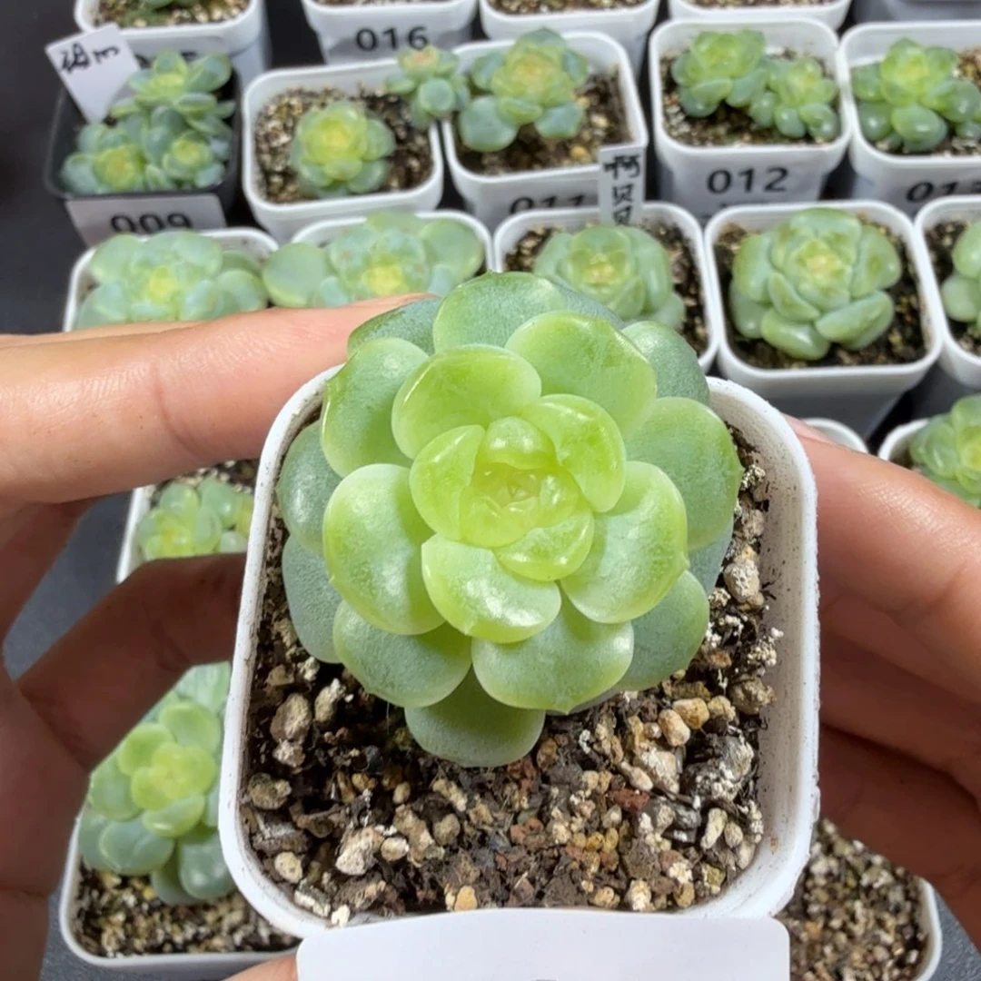 无尽灯一物一拍029