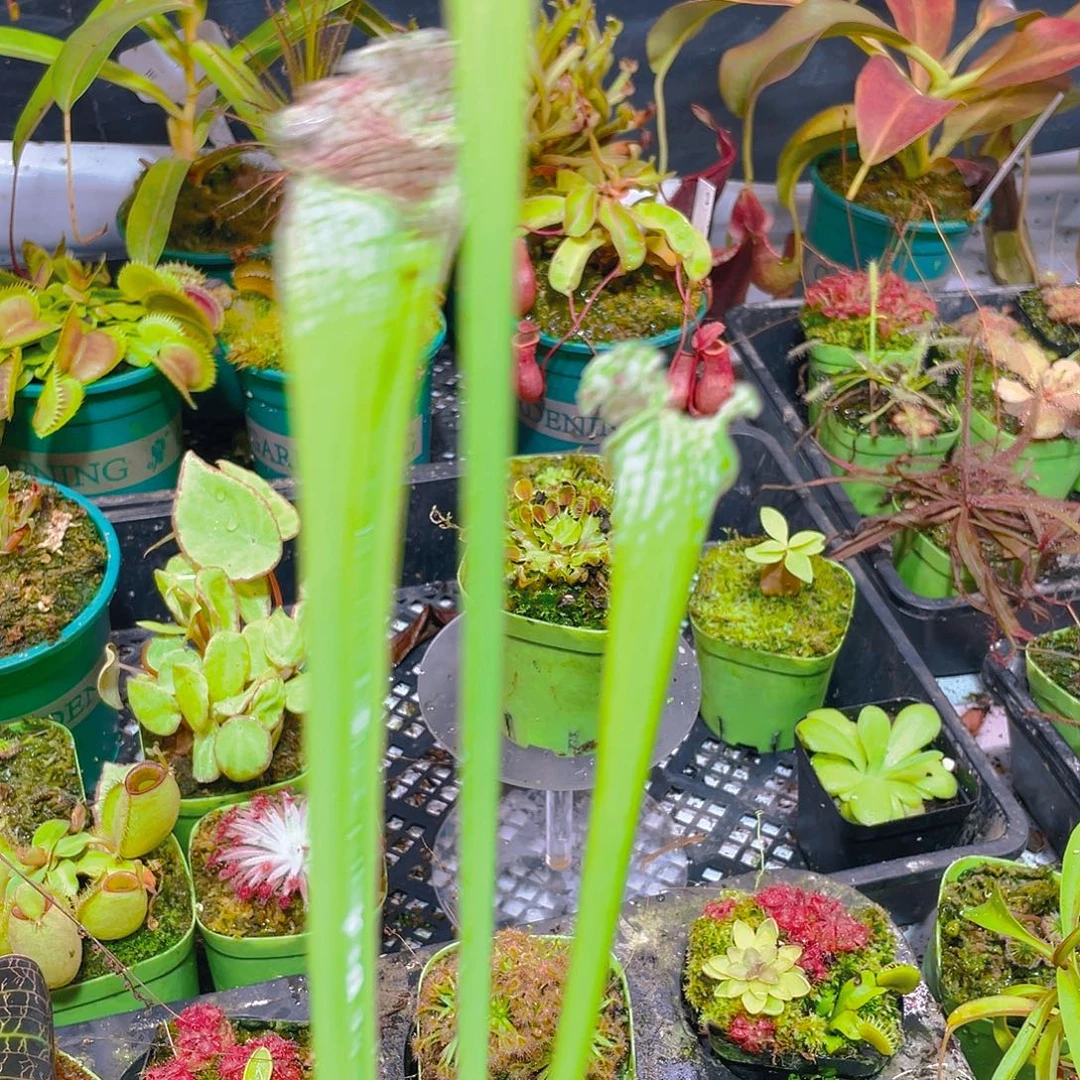 完全开放白瓶6号。