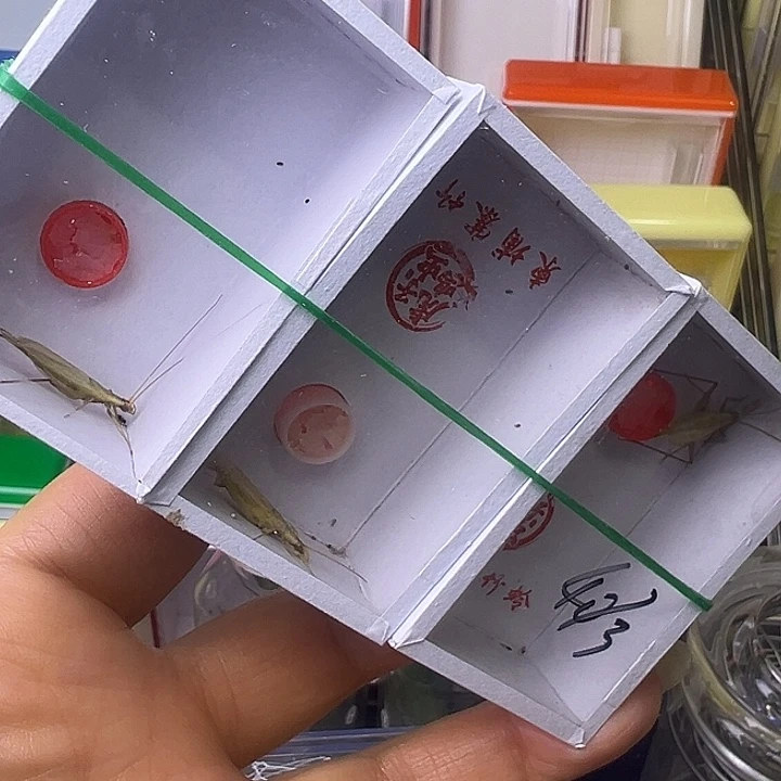 短须柬埔寨哈哈哈哈哈哈哈哈哈
