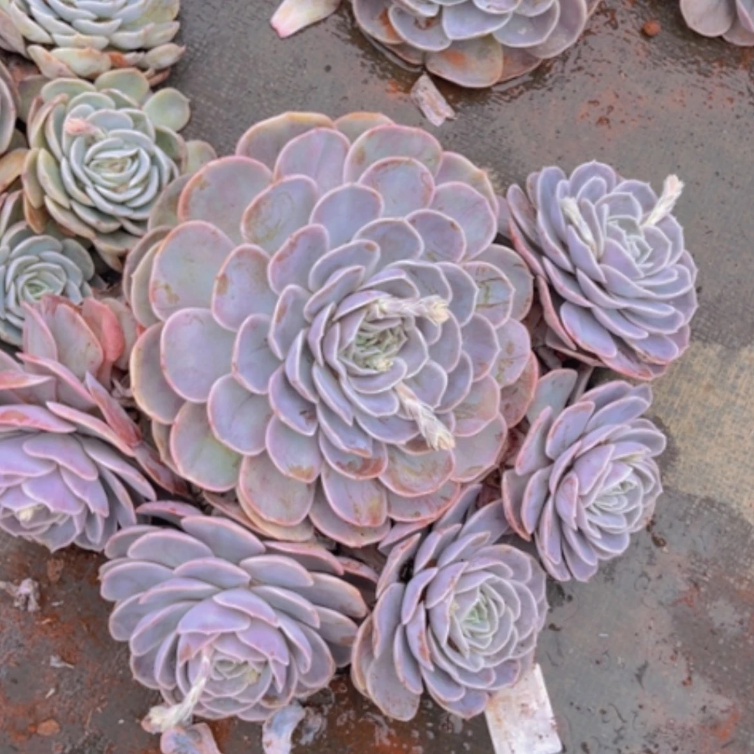 【闪购商品】蓝色惊喜0384