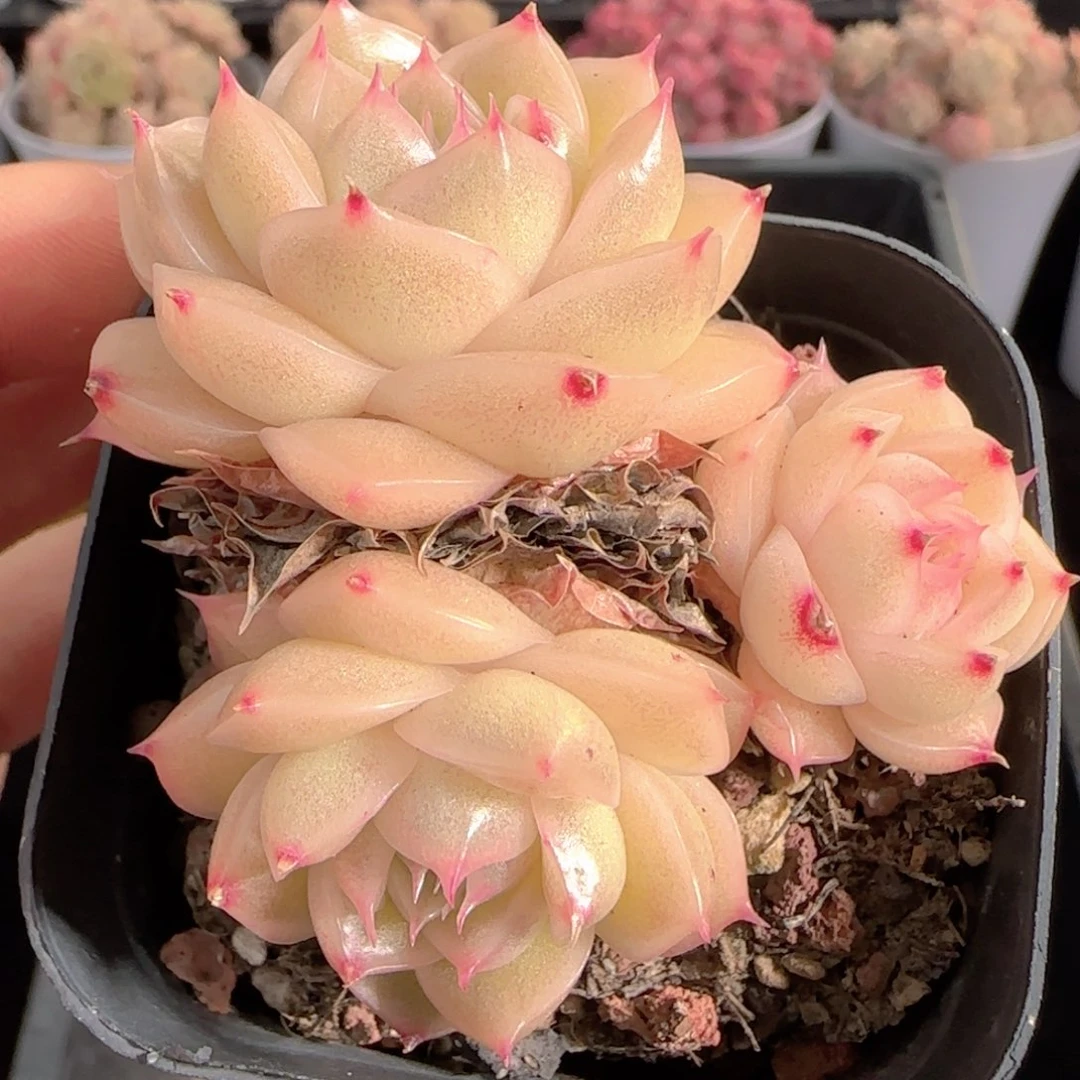 多肉0101-159麦秆