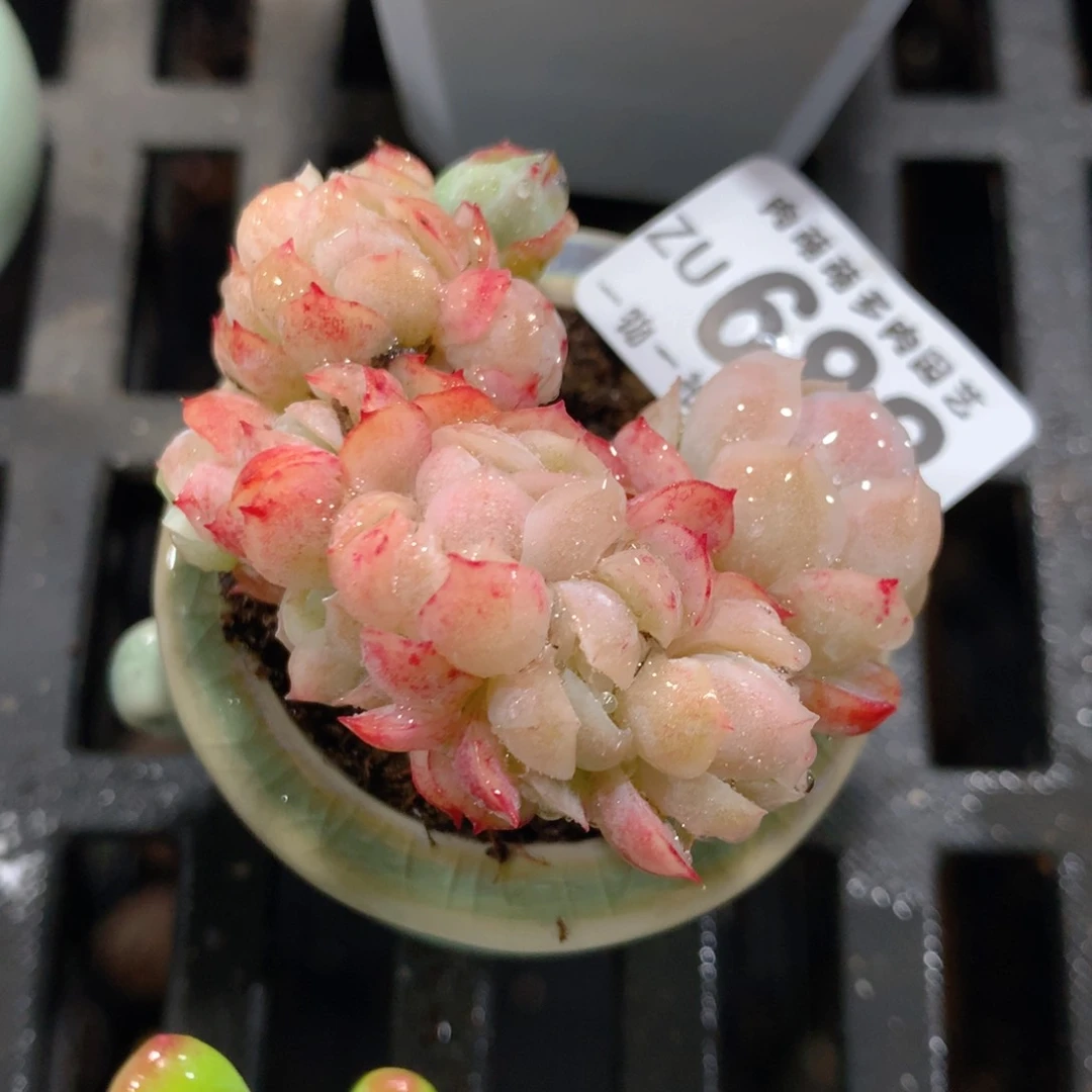 5CM拇指盆精控多肉ZU682