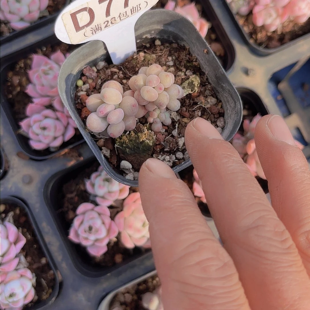 D773“萤火虫一物一拍