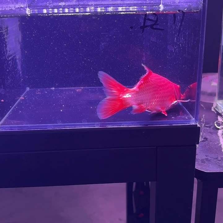 A***m蝴蝶鲤5号蝴蝶鲤 小缸