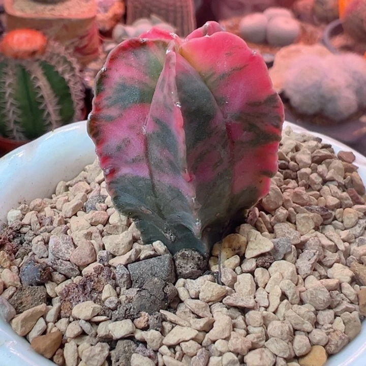 精品贵货多肉植物