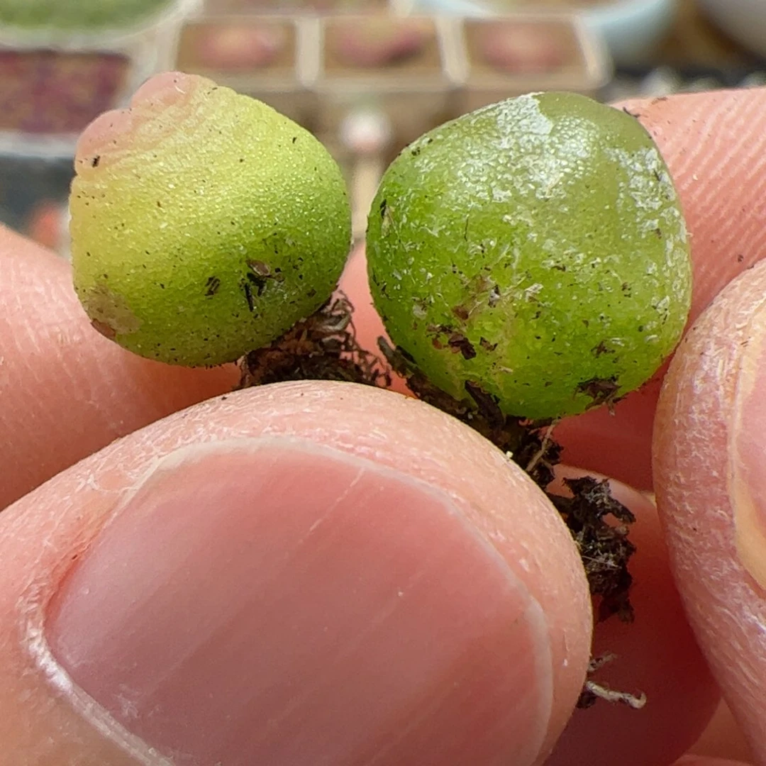 【闪购商品】208 带伤