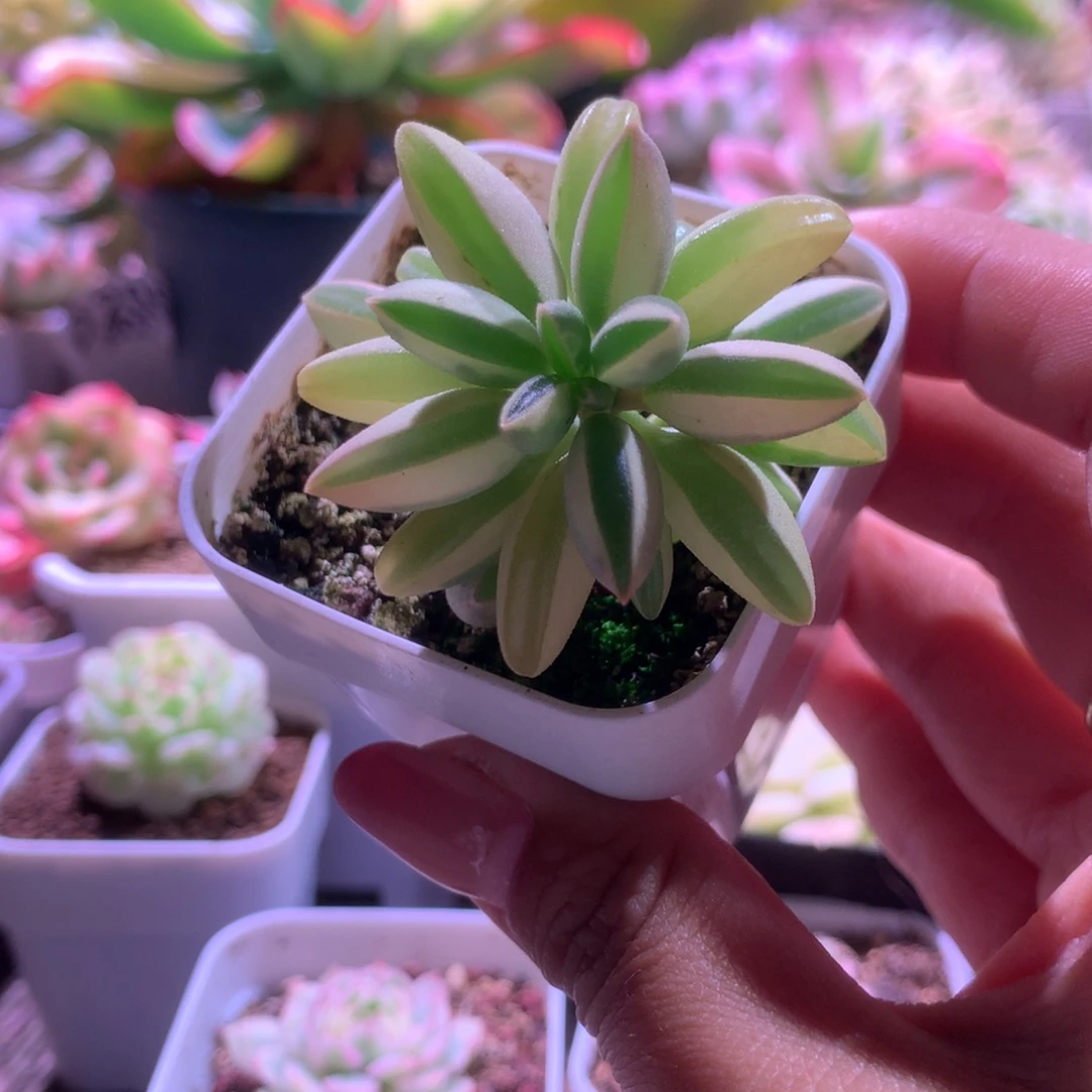 *****椒草覆轮锦有根带盆发