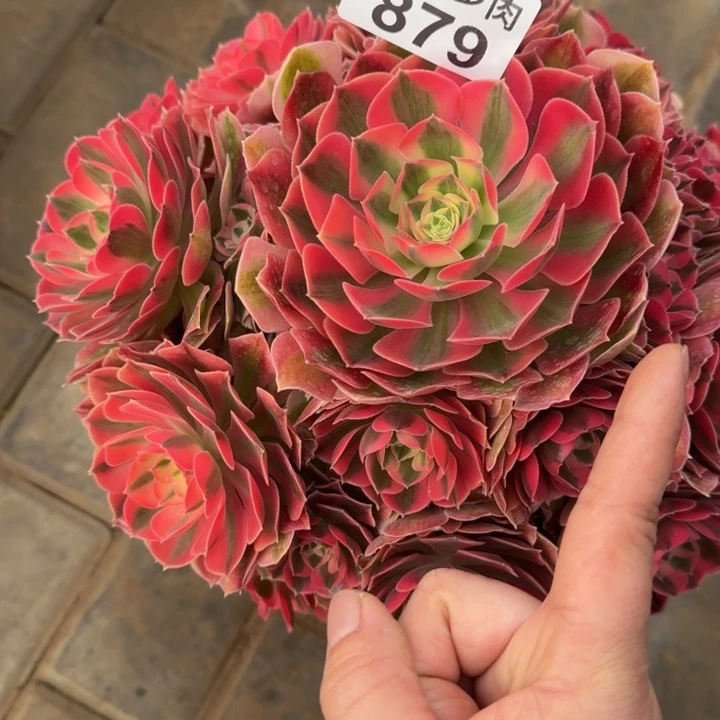 石*娃粉女巫捧花福利879肉肉