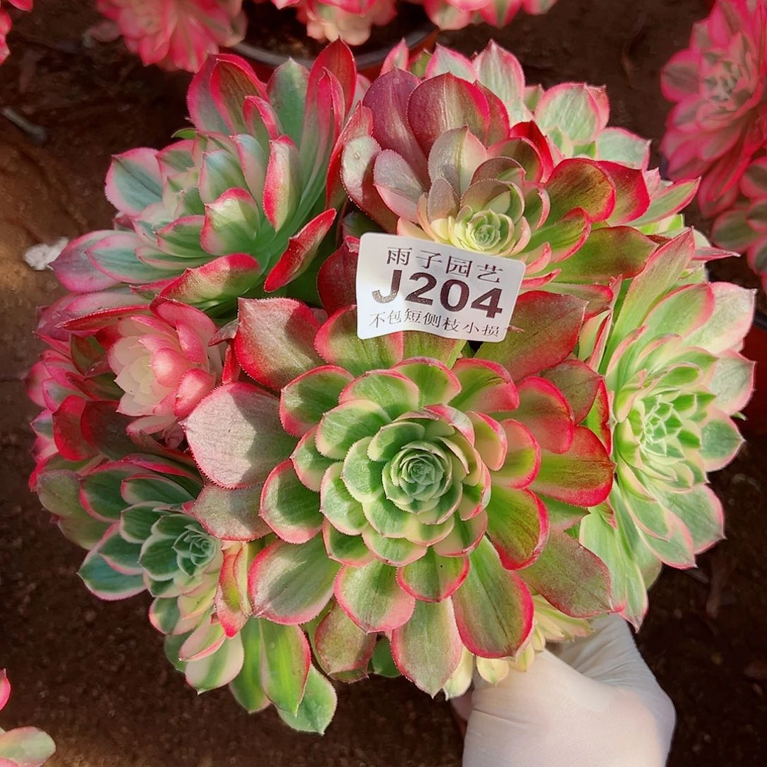 204海王尺寸25左右