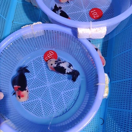 十***、金鱼093兰寿两只特价顺丰包邮