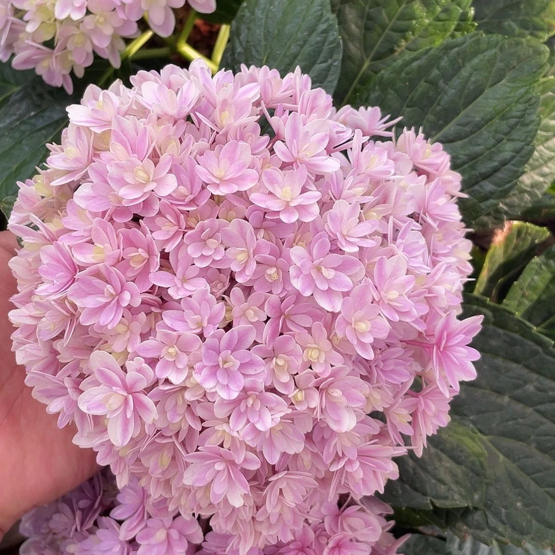 绣球切花一物一拍3枝起包邮，200