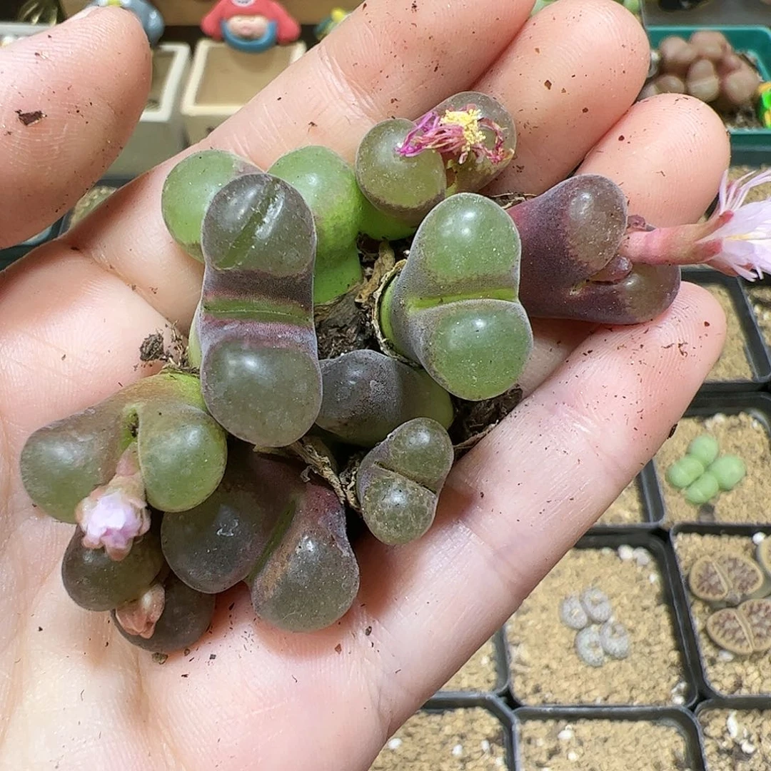 【闪购商品】56 開播福利