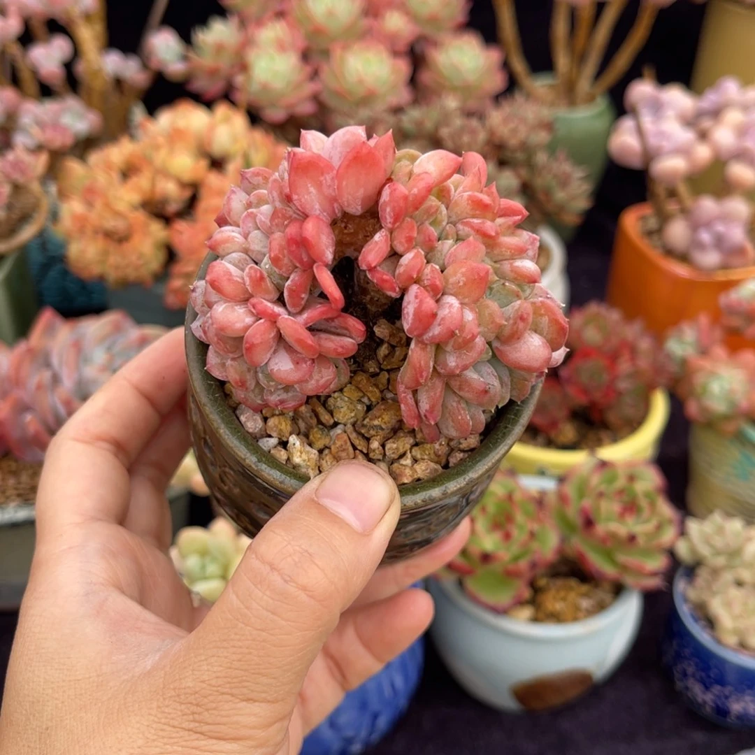 玛瑙缀 七公分 带盆