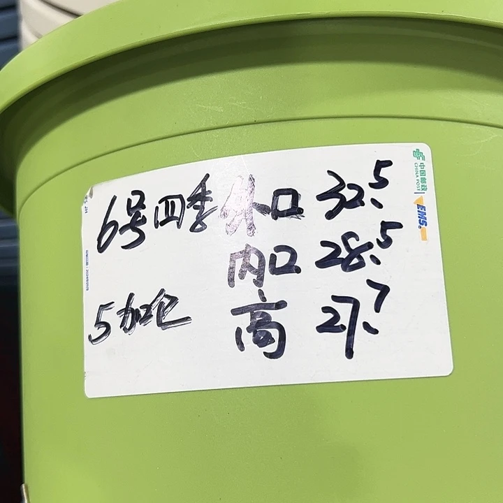 四季6号特价混色5个无托