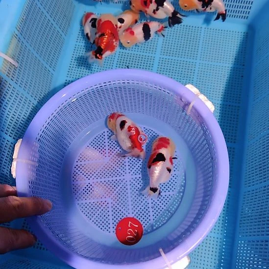 可***泡金鱼027兰寿两只特价顺丰包邮