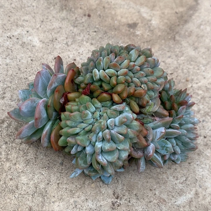 叶插星影缀潜力股