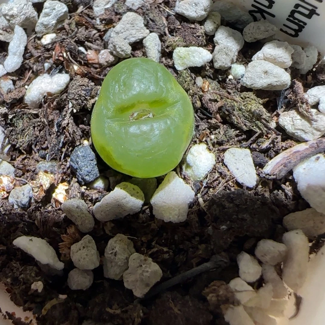 肉锥多肉植物百科3-雪茄88