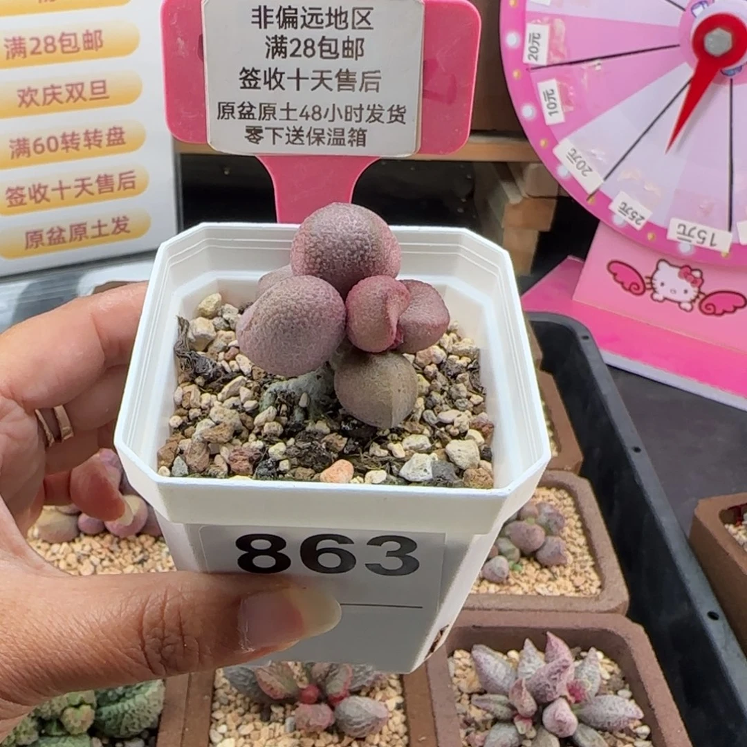 863粉红哈密瓜多肉植物