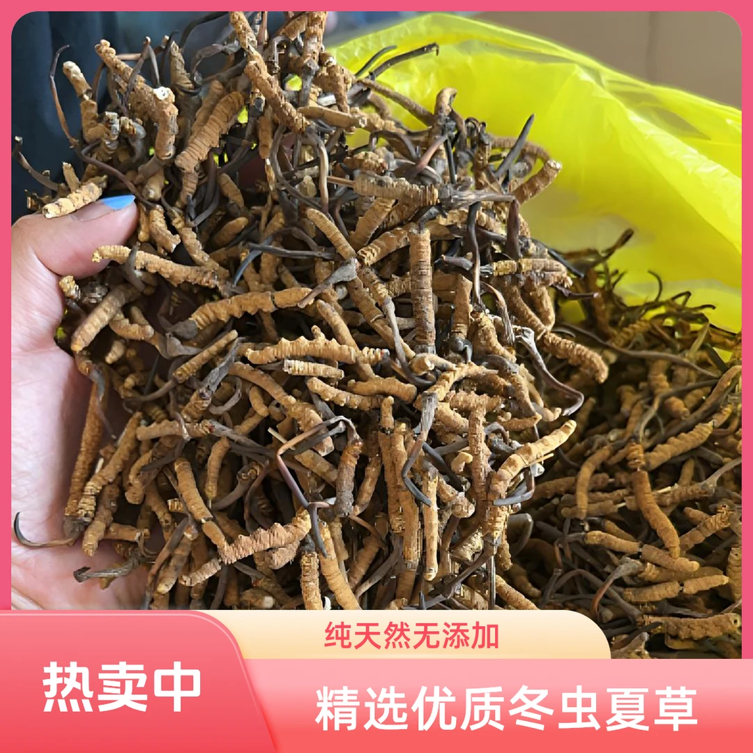 野生冬虫夏草大断草滋补炖汤