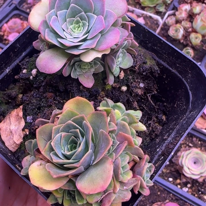 小****妮打包2颗1124242434343