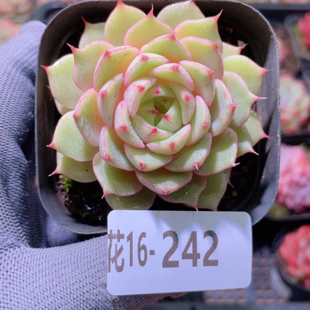 花利美16-242新品