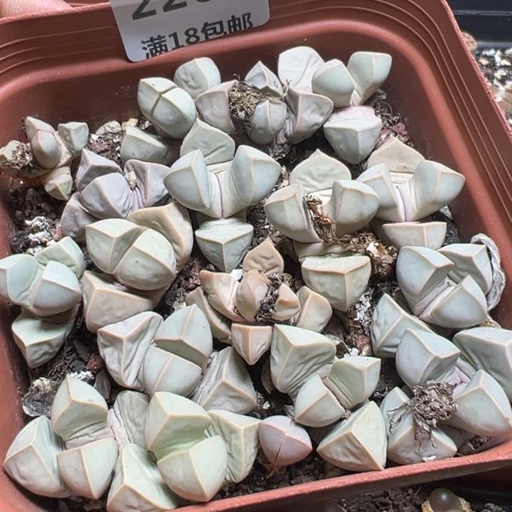 【闪购商品】 226。