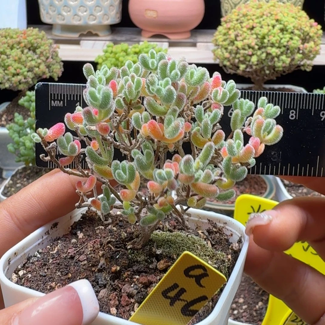 a46号冰晶冠服6厘米左右