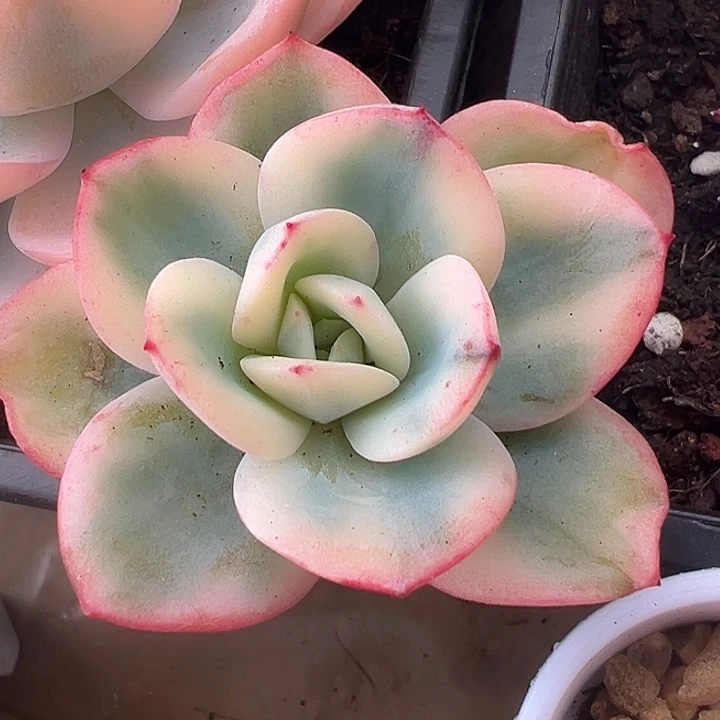 布鲁兰锦头盖多肉植物