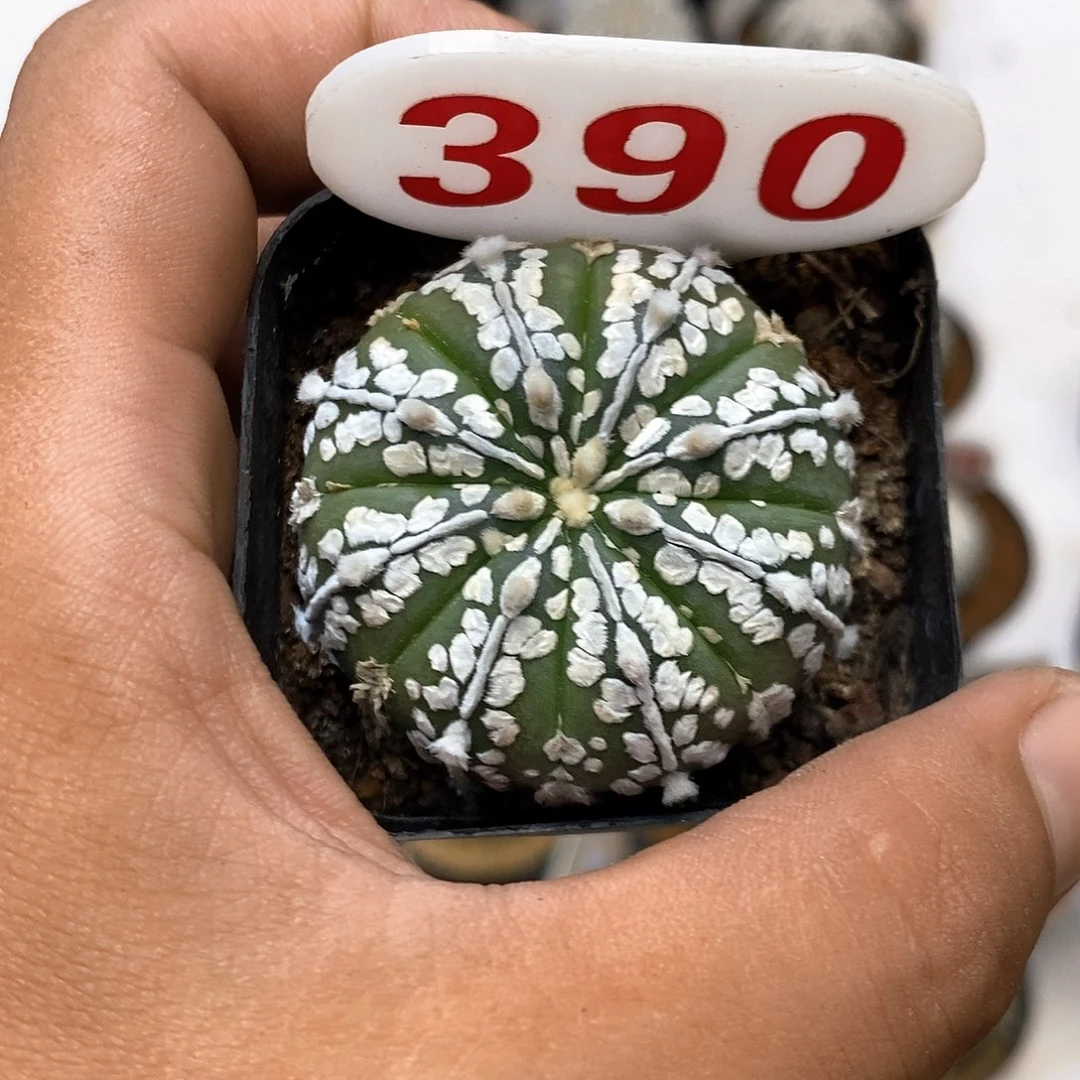 390附近特价咯福利来了