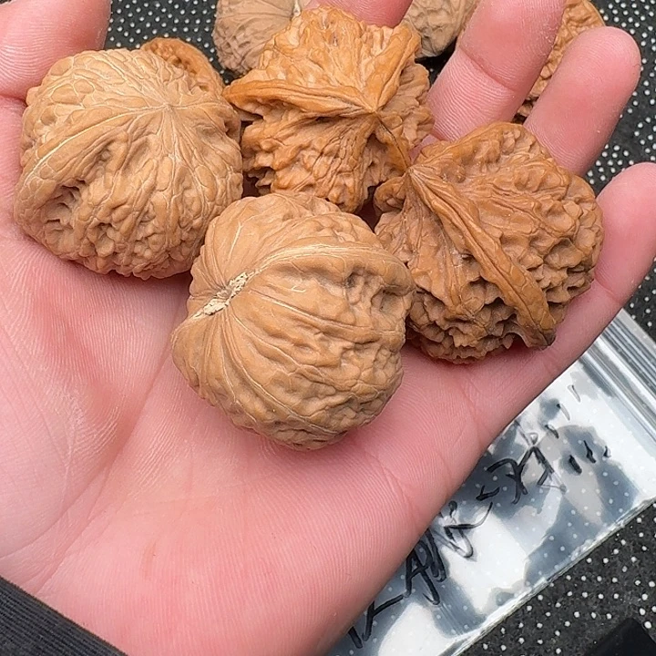 S***y吊坠文玩核桃哈哈哈哈哈哈哈哈