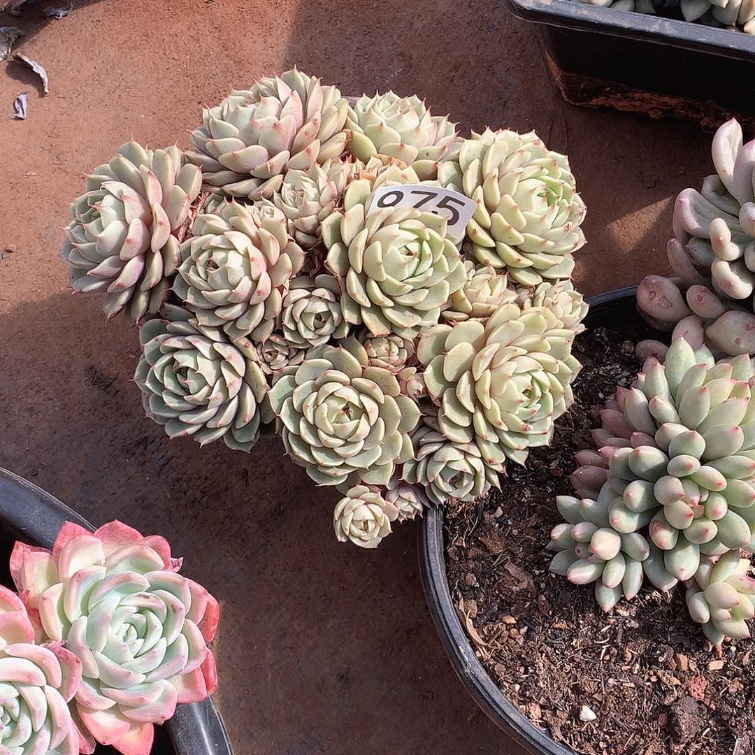 975 一物一拍多肉