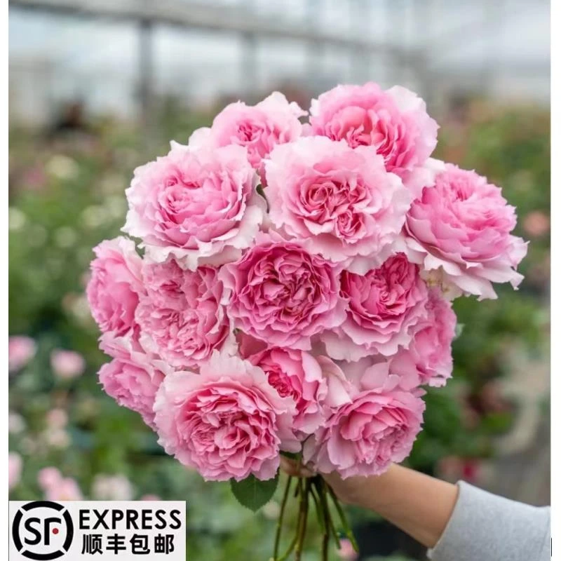 罗衣（无刺）1.5米 爬藤蔷薇月季 庭院 阳台 种植 栽种四季开花