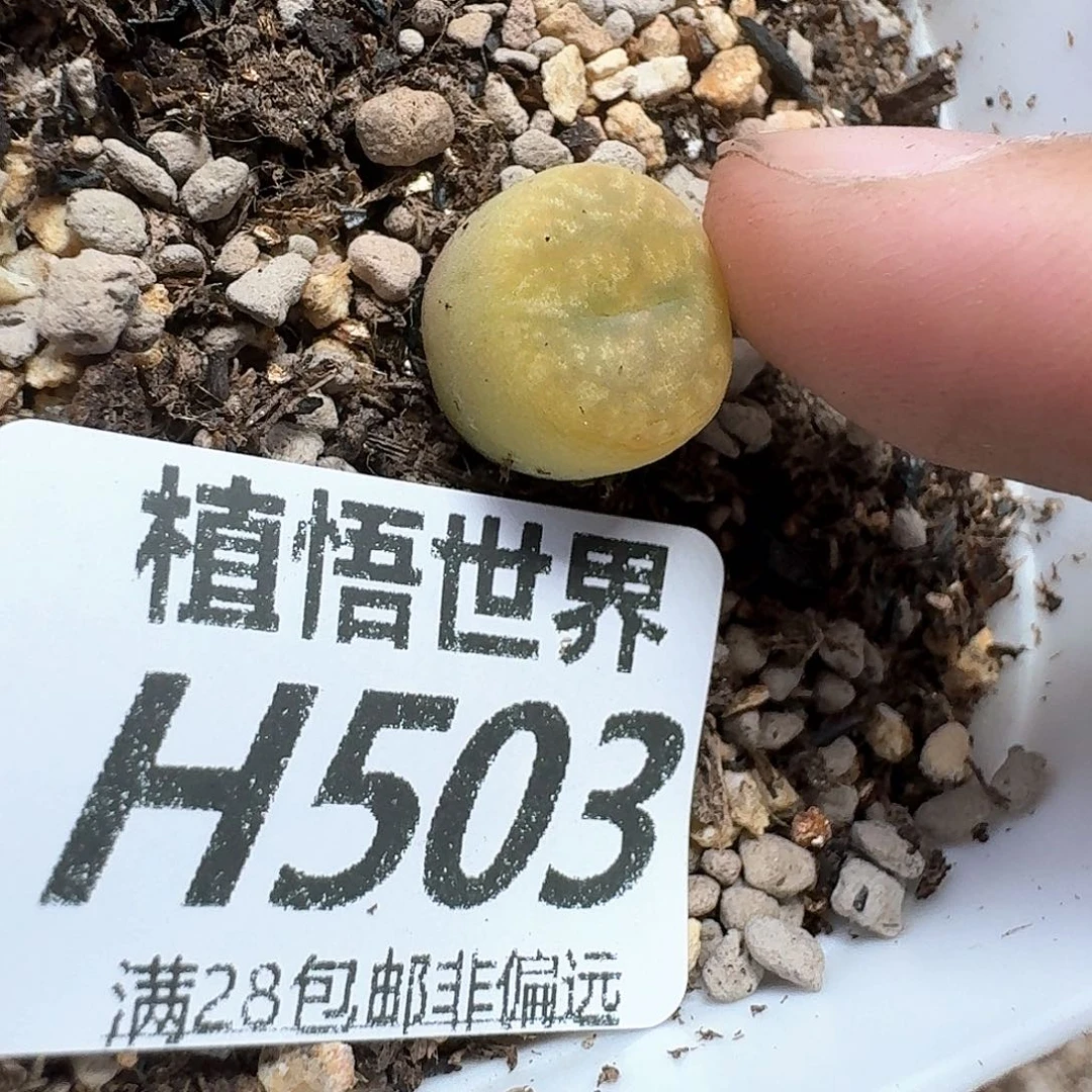 多肉植物的润泽地方