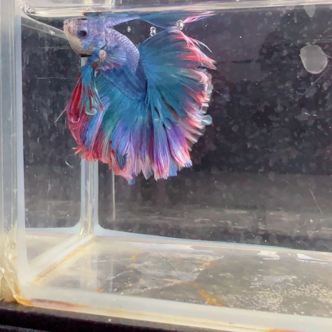 斗鱼浅色特殊尾hhhh