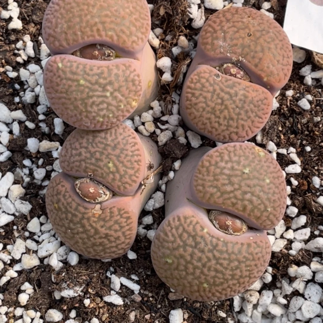 非偏远满20包邮336