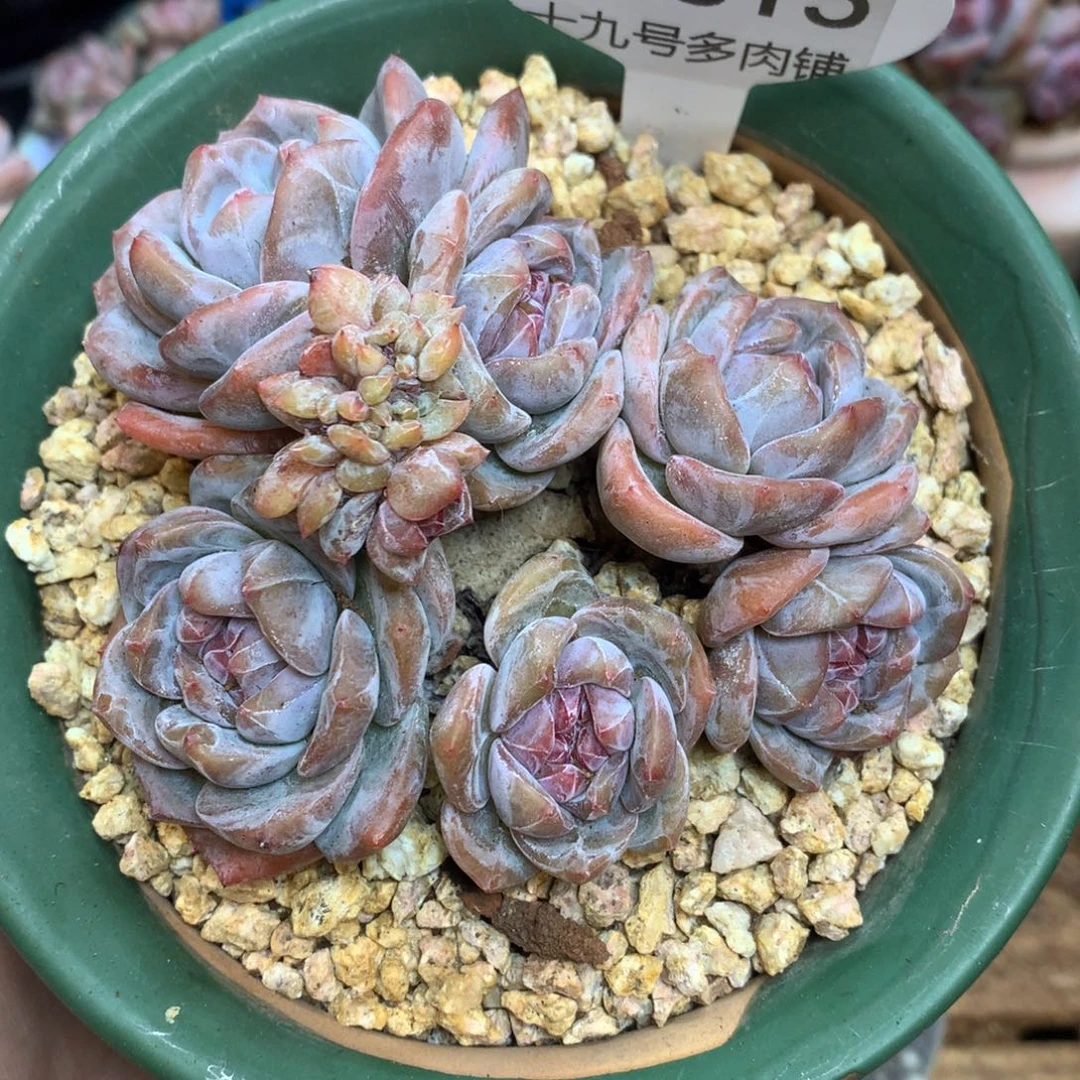 S0615 星影缀老桩